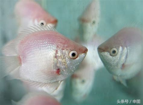 接吻魚飼養|接吻魚好養嗎，怎麼養